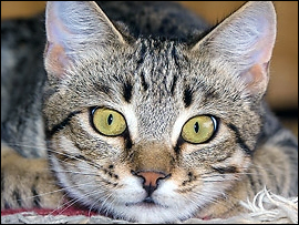Emergency Caregiver Instructions for Cats
