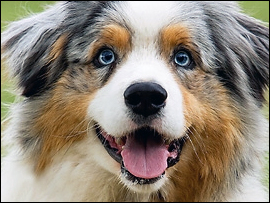 Emergency Caregiver Instructions for Dogs
