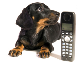 Pet Loss Hotlines