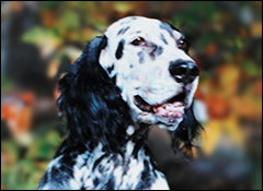 english setter