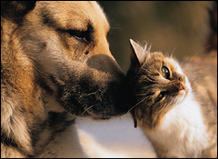 free pets magazine
