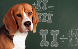 humane education