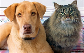 pet loss support