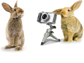 Pet Photographs