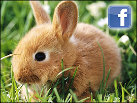 Share your loss on Facebook