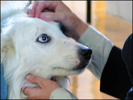 Honoring the Animals
