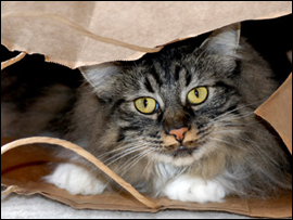 Pet Loss Gifts