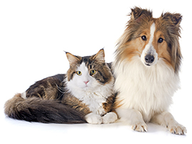 Surving Pet and Grief