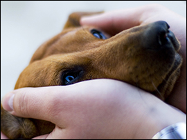 Pet Loss Online Support Groups