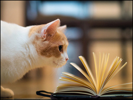 Pet Loss eBooks