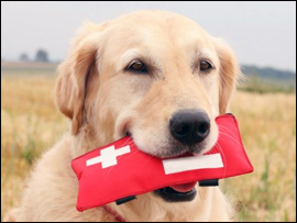 Pet Emergency Alert Kit