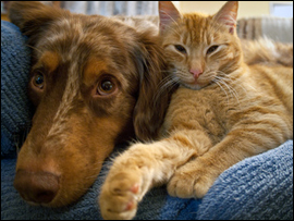 Contact us for Pet Loss Chat