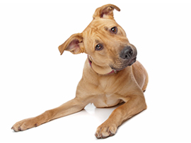 Pet Loss Bereavement