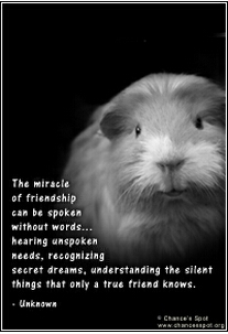 Guinea Pig